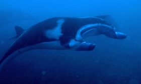 Bali 2016 - Oceanic Manta Ray - Raie Manta Oceanique - Manta Birostris - IMG_5968_rc